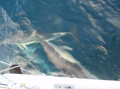 Flipper voor de boeg